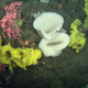 An assortment of sponges and coral that call Sur Ridge home.